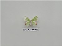 藏品(尺蛾383)的圖片